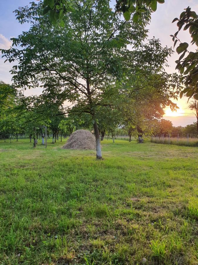 La Romaneasa Săpînţa المظهر الخارجي الصورة