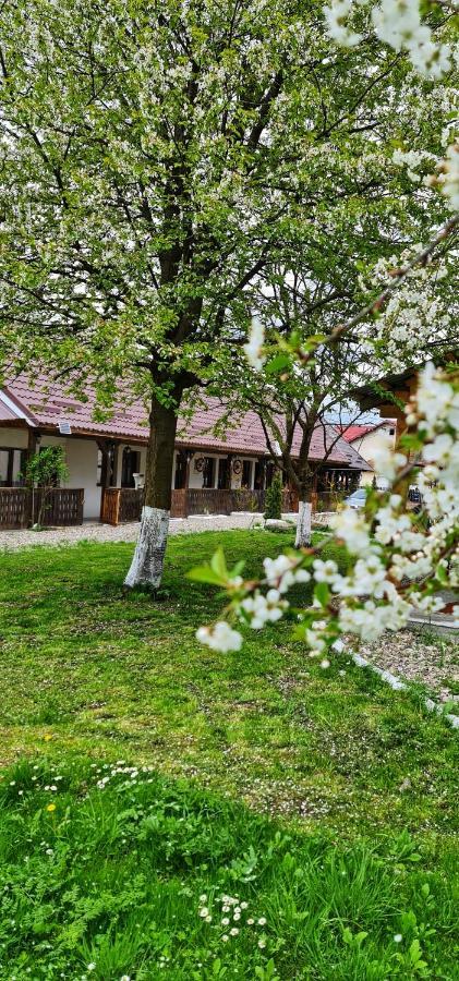La Romaneasa Săpînţa المظهر الخارجي الصورة